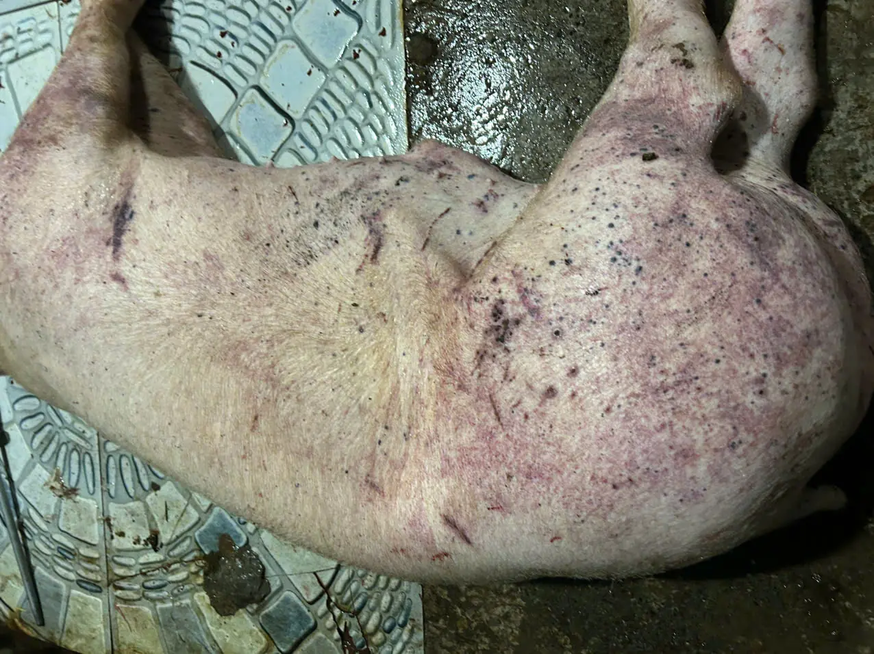 Đài PTTH Hà Nội
